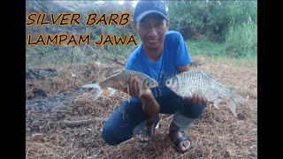 Fishing giant gourami fish part 2