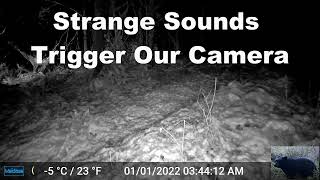 Strange Sounds Trigger Our Trail Camera at Night