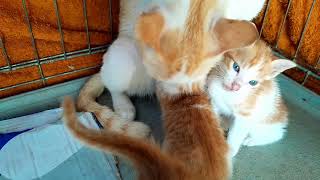 Mom cat with beloved baby kittens living together, so beautiful baby kittens