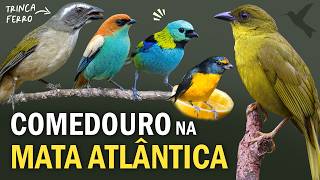 PASSARINHADA no COMEDOURO: Trinca-ferro, saíras, sanhaços e outras aves da MATA ATLÂNTICA!