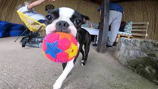 Boston Bulldog playing with a ball on a lake