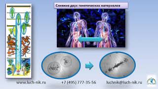 ЗАПИСЬ ВЕБИНАРА  на тему «Воплощение сущности»