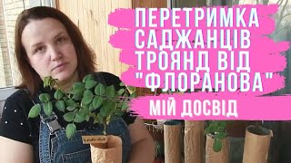 Перетримка САДЖАНЦІВ ТРОЯНДИ з відкритою кореневою системою: чайно-гібридні плетисті грунтопокривні