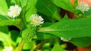 Bhringraj, the Ayurvedic Hair Growth Remedy | How I grew so many bhringraj plants in my Garden