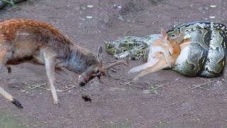 Deer Fights Snake To Rescue Her Baby