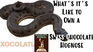 How it feels to own a swiss chocolate hognose