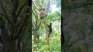 open tiger 🐅 attack catching jungle VFX funny 😱 my Village jungle #short #animals #wildlife