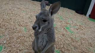 Debbie Doolittle's - baby Kangaroo and Capyberra's