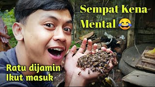 Cara memindahkan lebah apis cerana (nyiruan) untuk pemula tanpa susah mencari Ratu