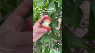 Harvesting Rose Apple 🍎 Wax apple,wax jambu what you call in your country?#shorts#ytshorts#short