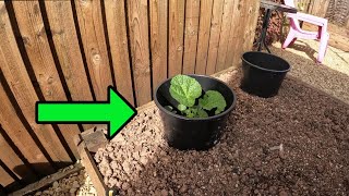 A Cheap and Easy Way to Protect Young Plants from Slugs Using Plastic Pots