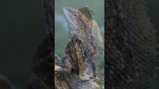 LAGARTO DE PESCOÇO FRANZIDO #shorts #animals #animais #curiosidades #fatos #shortvideo #youtubeshort