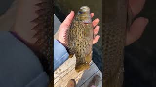 Biggest rock bass I've ever caught