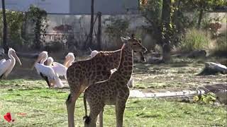 Die Giraffenkinder im Tierpark Berlin besuchen die Pelikane am Pelikanteich