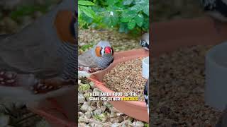 Vampire Ground Finch | Blood loving bird #shorts