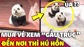 Độc lạ sở thú Trung Quốc cải trang cả 'CHÓ THÀNH GẤU TRÚC' khiến du khách cạn lời 😅 | Gâu Đần