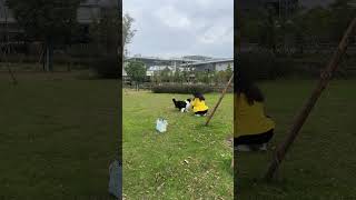 Border Collie catching a frisbee 边牧接飞盘 #animals