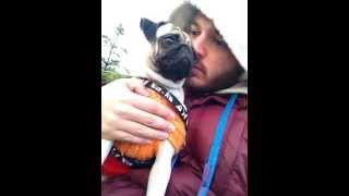 Pug Attack