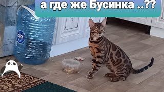 ПОРА БЫ УЖЕ ПОЗНАКОМИТЬСЯ и ПОДРУЖИТЬСЯ НАМ..🐆🐈‍⬛💖🙏