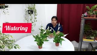 Peace Lilly care(English)