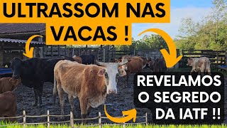 Ultrassom nas Vacas ! Revelamos o segredo da IATF !!