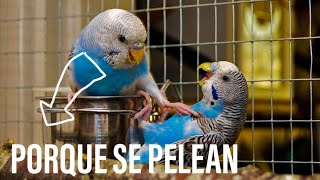 ¿PORQUE MIS PERIQUITOS SE PELEAN?