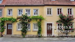 The Roses & Flowers of Rothenburg, Germany