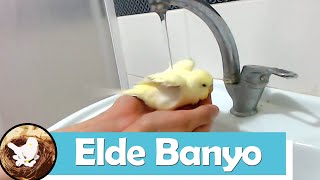 Muhabbet Kuşu Elde Banyo Yapması İçin 4 Adım