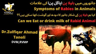 Rabies in Animals || جانوروں میں باولا پن(پاگل پن)کی علامات || Tanoli Veterinary Clinic