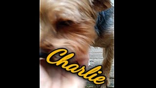 Charlie The Yorkie