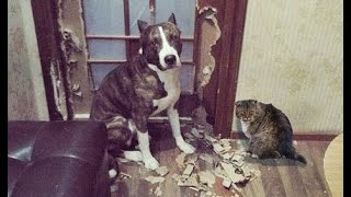 😺 Домашние вредители! 🐶 Смешное видео с собаками, кошками и котятами! 🐱