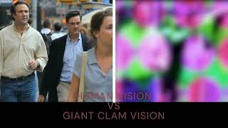 Human Vision VS Giant Clam Vision