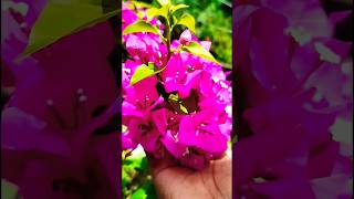 flowers status video||gardening video||#trending #shorts #flowers #garden