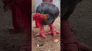 The BIGGEST CHICKEN 6 -Survival Instinct