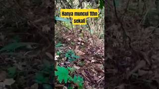 Rezeki main ke hutan, nemu harta karun #shorts #cara #viral