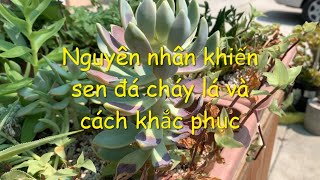 #16 Nguyên nhân khiến sen đá bị cháy lá  - Cause succulent burned and how to avoid sunburn