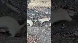 Gophers fighting over cracker