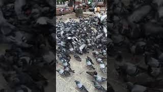 Bird Storm | Unbelievable pigeon gathering, looks like a pigeon demonstration