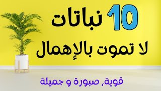 10 نباتات لتزيين بيتك لا تحتاج إلى الكثير من الرعاية والاهتمام