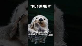 Sea Otters #sea #otter #animals #facts #love #youtubeshorts #amazingfacts #trending #water #hands