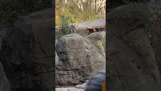 Just a bunch of Monkeys at the Central Park zoo