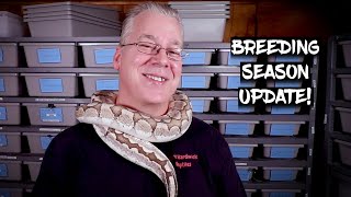 Ball Python Breeding Season Update!