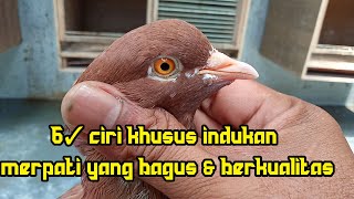 6 ciri khusus indukan merpati yang bagus dan berkualitas/