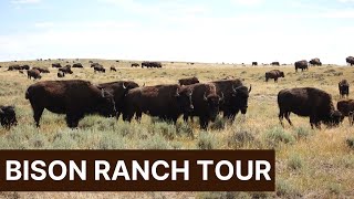 Durham Bison Ranch Tour | Touring a Working Bison Ranch