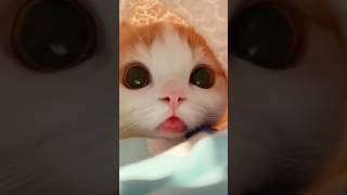 Funny cat compilation video to watch before bed