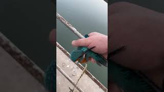 Rescuing of a Kingfisher Bird - video rights belong to the original owner