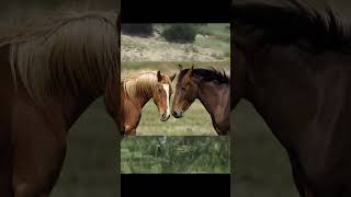 Curiosidades sobre los Caballos #curiosidades #datoscuriosos #animales #sabiasque