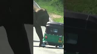 A wild elephant trying to attack the tuk tuk traveling on the road😯😯😯🐘🐘#viralvideo #wildlife