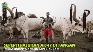 Agon Sapi di Sudan Seperti Mau Perang, Lengkap Dengan Penjaga Bersenjata AK-47