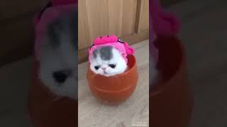 Cute kitty